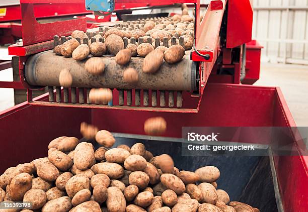 Automatisierte Kartoffel Verarbeiten Stockfoto und mehr Bilder von Kartoffel - Wurzelgemüse - Kartoffel - Wurzelgemüse, Landwirtschaft, Ernten