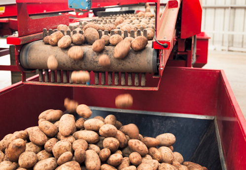 Harvested potatoes falling from a conveyor into a hopper collection following automatic grading.