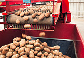 Automated Potato Processing