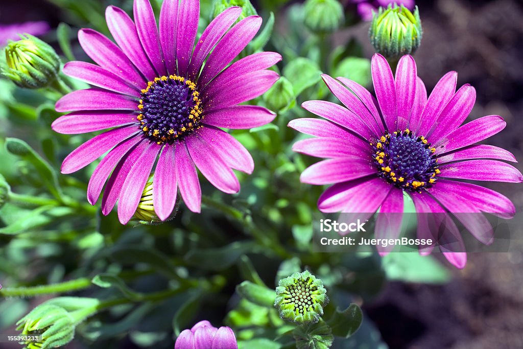 Nahaufnahme von lila Osteospermum Daisy - Lizenzfrei Bildschärfe Stock-Foto