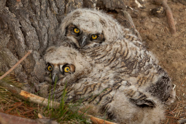 istock Pair of fledgling owls 155393383