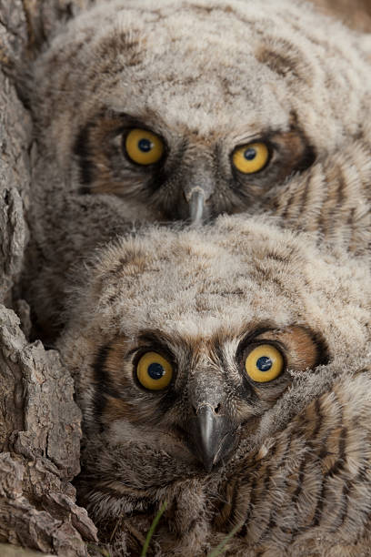 istock Pair of fledgling owls 155393386