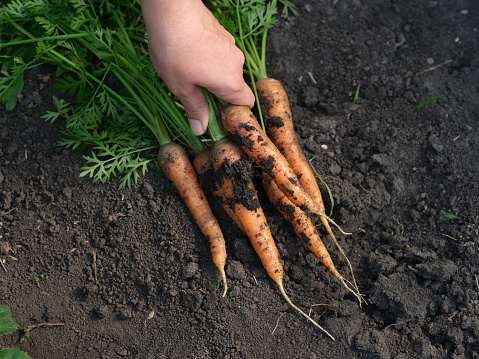 A woman picking up freshly harvested organic carrots that were lying on soil. Close up.