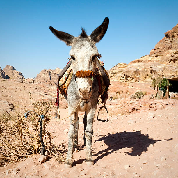 istock Desert Donkey in Petra, Jordan 155393620