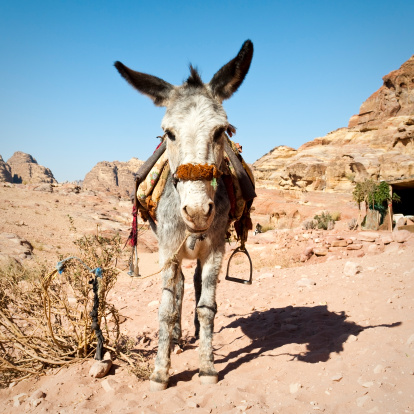 Portrait of a donkey with saddle in Petra, Jordan