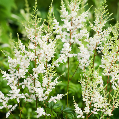 White Astilbe flowers in a garden. 