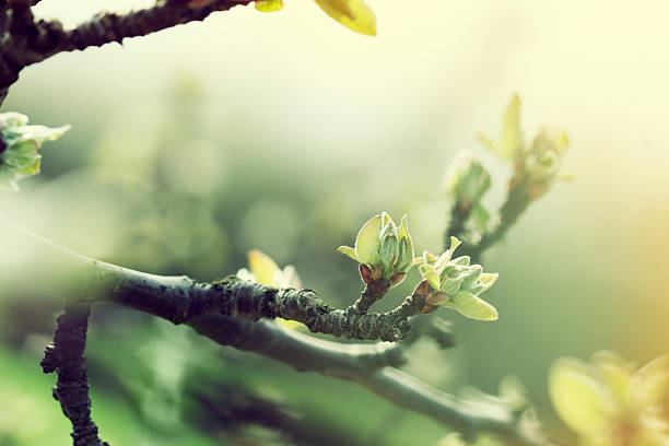 manzano en la primavera - new leaves fotografías e imágenes de stock