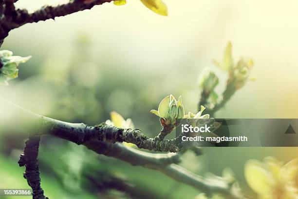 Apple Tree In Spring Stock Photo - Download Image Now - Tree, Bud, Branch - Plant Part