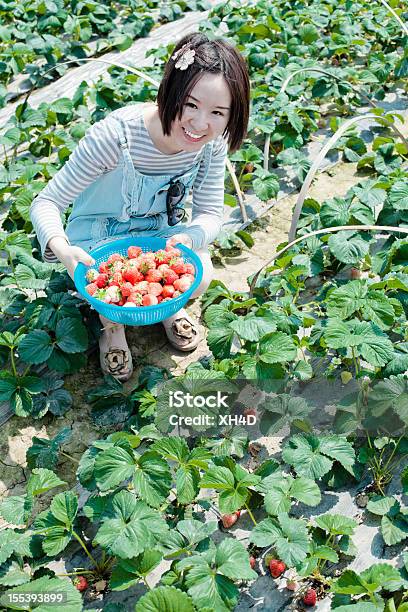 Apanhar Frutos Frescos Morango - Fotografias de stock e mais imagens de Adulto - Adulto, Agricultor, Agricultura