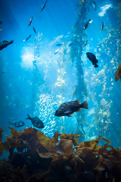 Vibrant coral formations create a captivating underwater scene. Variety of coral species and fish are visible in this aquarium display