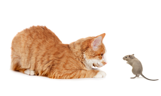 Cat and mouse looking at each other on white background