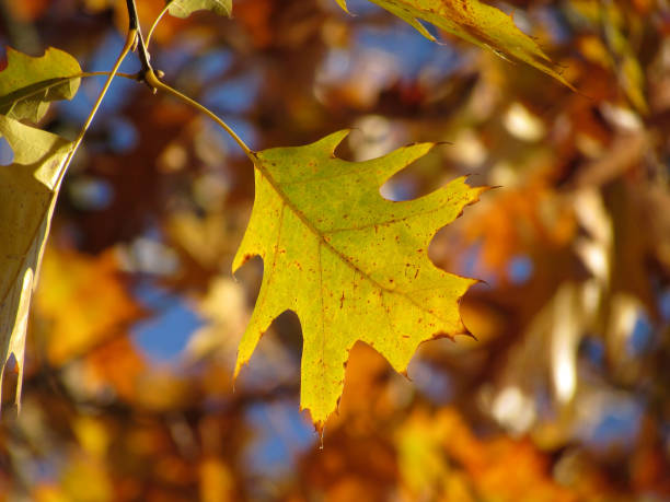 istock Colorful Autumn Leaves 155394335