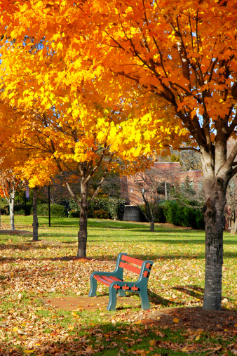 Spectacular Fall foliage captured on the campus of Belmont Abbey College in Belmont, North Carolina. Photographed late in the evening just before sunset.