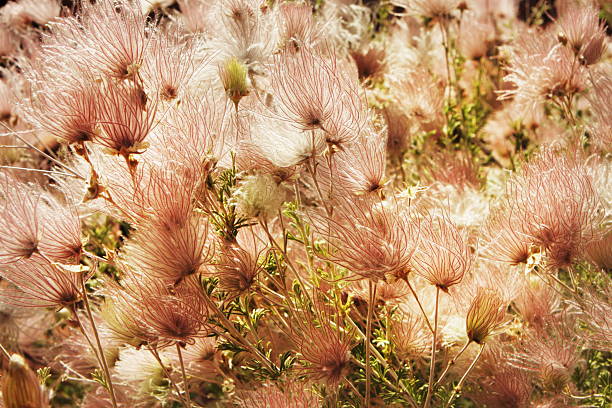 apache fallugia paradoxa prairie pluma de humo de la planta. - scented smoke single flower flower fotografías e imágenes de stock