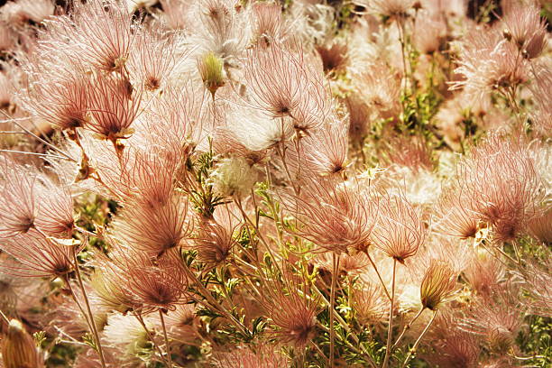 アパッチ plume fallugia paradoxa プレーリーの煙植物 - fallugia paradoxa ストックフォトと画像
