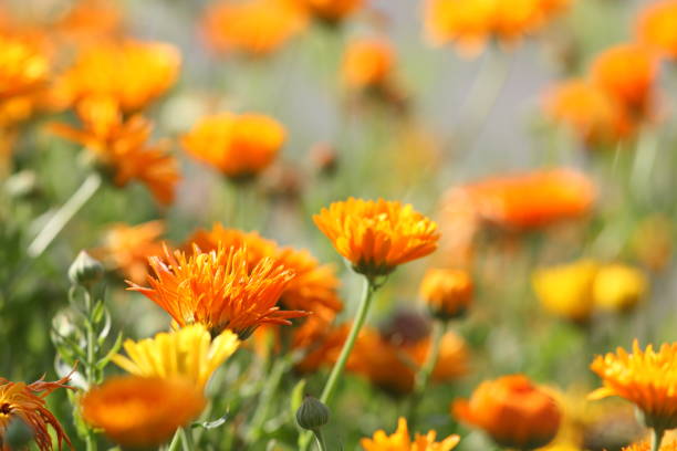 istock meadow with pot marigold - calendula officinalis 155394519