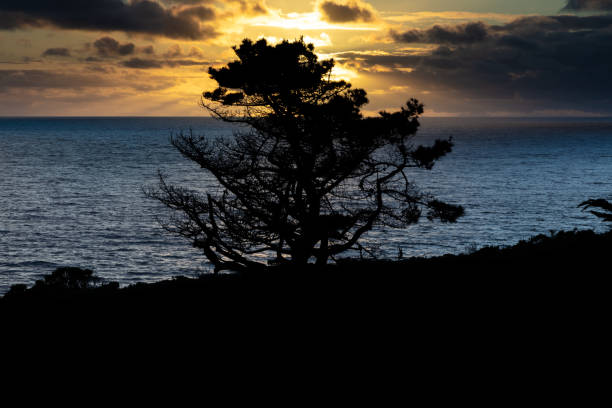 Tree silhouetted on the California coast at Garapata beach, south of Monterey, California. Blue Pacific Ocean in the background. Golden sky filled with clouds.