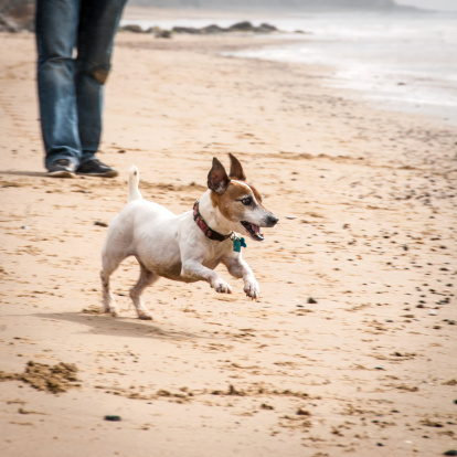 A happy 13 years old Jack russell terrier running on the beach in Isle of Wight