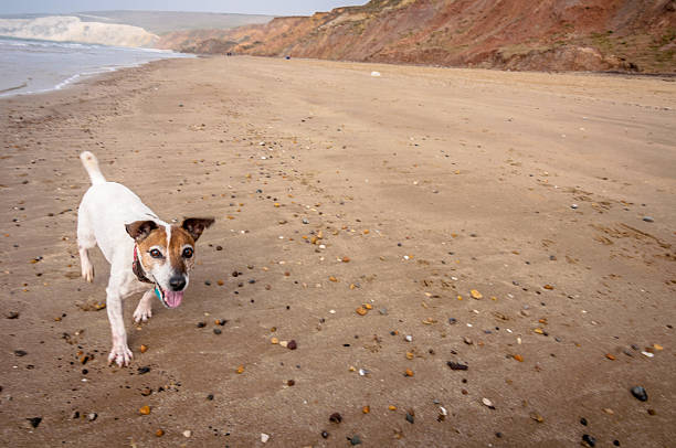istock Senior Jack Russell Terrier running on the beach 155394655