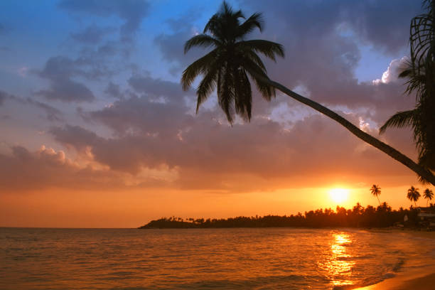 beach with palm in sunset. Palm beach of Unawatuna - South of Sri Lanka.