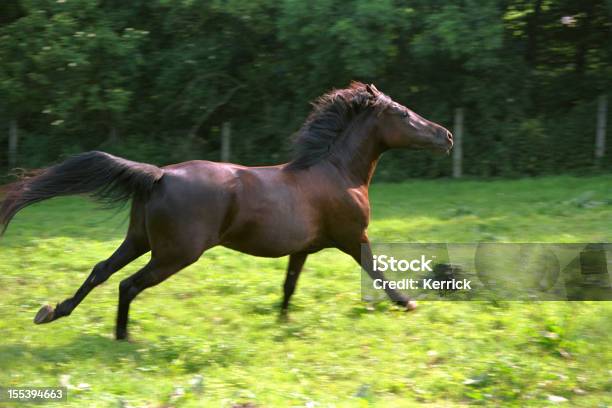 Galloping Braunes Pferd Stockfoto und mehr Bilder von Aktivitäten und Sport - Aktivitäten und Sport, Anmut, Bewegung