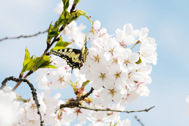 butterfly on fruit tree flower - apricot blossom 個照片及圖片檔