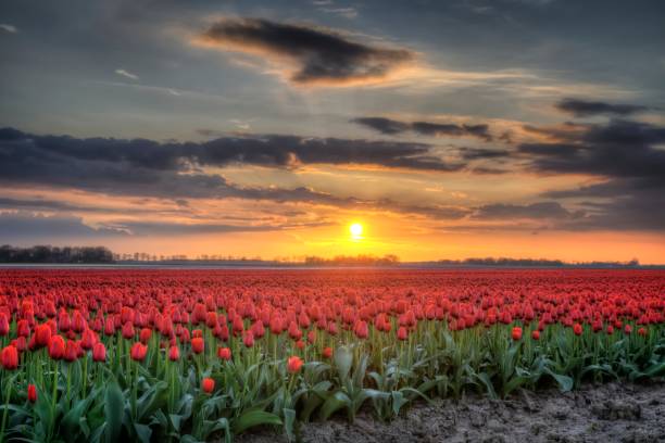 istock Field of Tulips in HDR 155394951