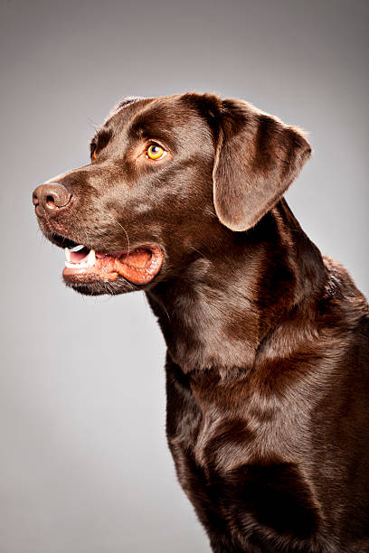 istock Portrait of a Chocolate Labrador 155395090