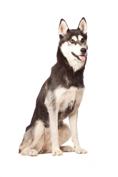 istock Portrait of a Siberian Husky 155395092