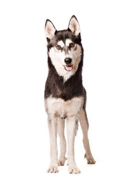 Portrait of a Siberian Husky A dog of the type: Siberian Husky siberian husky stock pictures, royalty-free photos & images