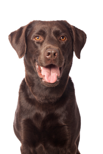 Happy Labrador posing on white background