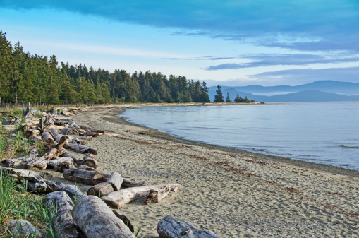 The tide out at Rathtrevor Beach and Park near Parksville , British Columbia.  Early morning with driftwood logs.