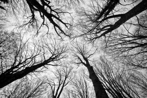 Branches in BW mode