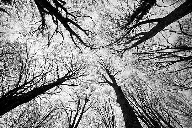 Scary Trees in Forest stock photo