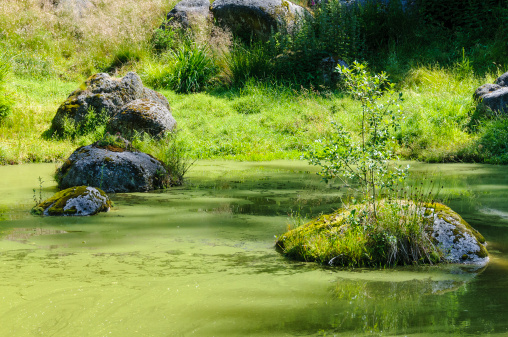 Pond, water covered with green algae. Beautiful natural scene.
