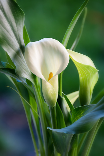 white beautiful tulips on green background