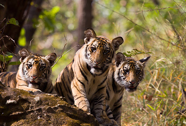 A majestic Bengal tiger rests by a waterhole in Ranthambore National Park, India. Surrounded by lush nature