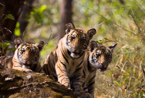 Tiger cubs are born blind and are completely dependent on their mother. Newborn tiger cubs weigh between 1.75 to 3.5 pounds and their eyes will open sometime between six to twelve days.