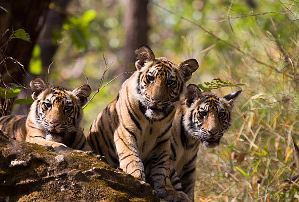 Bengal Tigers in Bandhavgarh NP, India  wildlife reserve stock pictures, royalty-free photos & images