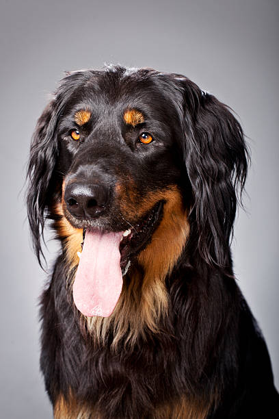 A dog of the type: Hovawart