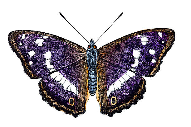 Purple Emperor Butterfly Purple Emperor Butterfly engraving engraved image hand colored nature stock illustrations