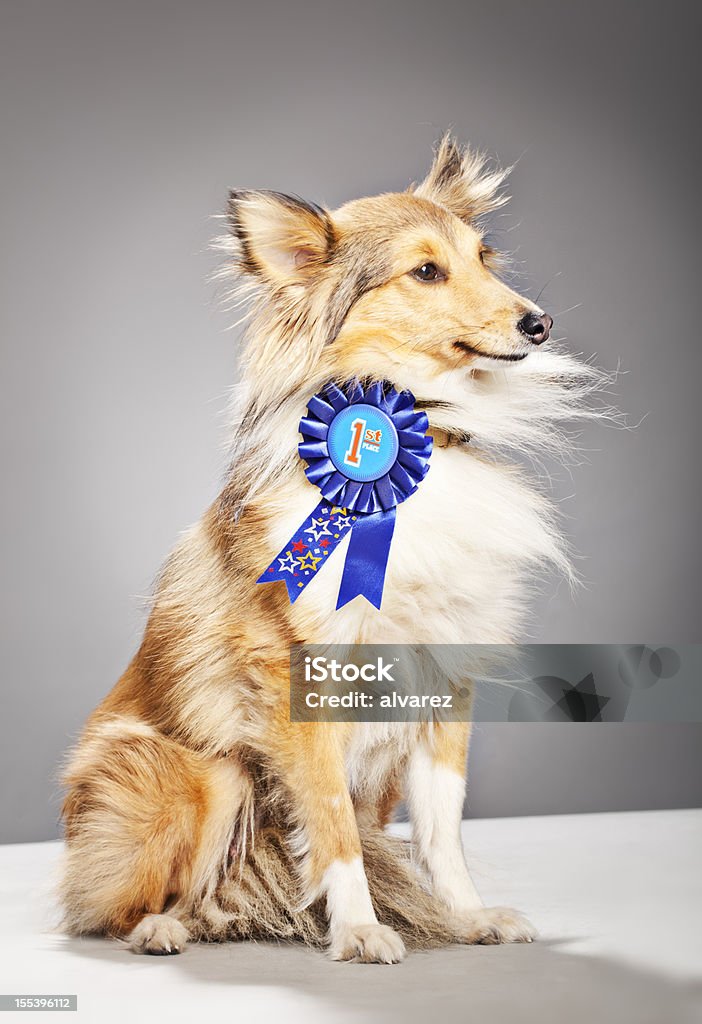 Portrait of a Shetland Sheepdog winning First Prize A dog of the type: Shetland Sheepdog Dog Stock Photo