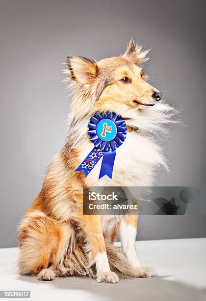 Portrait Of A Shetland Sheepdog Winning First Prize Stock Photo - Download Image Now
