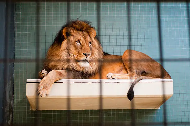 Photo of Lion lying behind bars at the Berlin city zoo