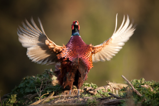 Pheasant. Please, see my collection of Pheasant  images