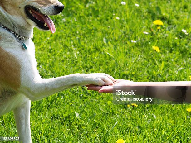 Paw In Hand Stock Photo - Download Image Now - Dog, Trust, Affectionate