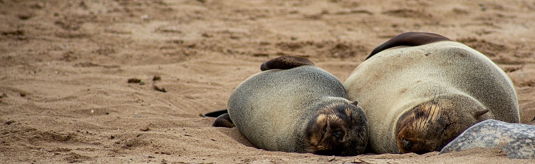 The sea lions in a peaceful setting resting on a sandy beach