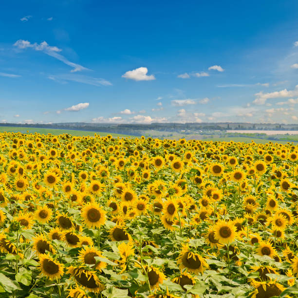 istock A field with blooming sunflowers and a blue sky. 1553978613