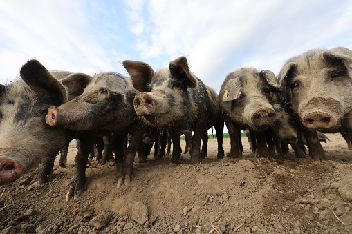 A close-up view of an adorable herd of Celtic pigs standing on a muddy ground