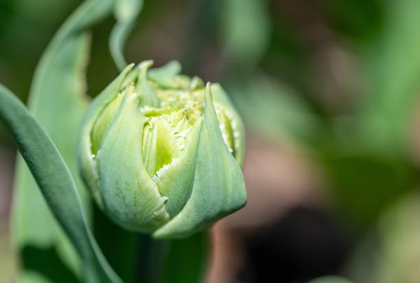 Close up of green flower bud